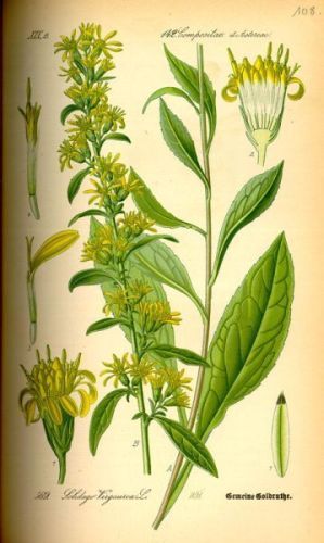 Golden Rod - Solidago virgaurea - Золотарник обыкновенный